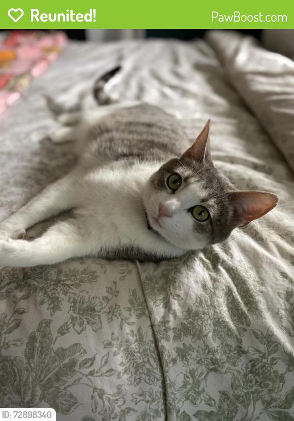 Reunited Female Cat last seen Near packard ave, North Providence, RI 02911