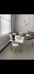 Lost Female Cat last seen Stillwood Neighborhood on hwy 66, Kernersville, NC 27284