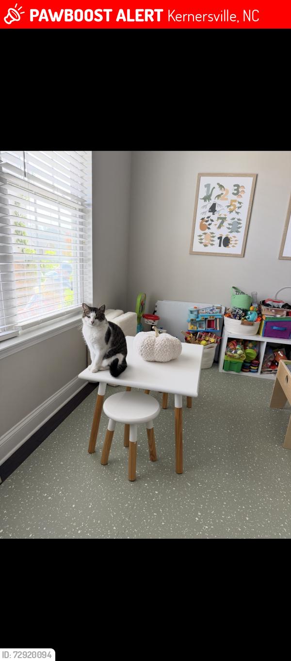 Lost Female Cat last seen Stillwood Neighborhood on hwy 66, Kernersville, NC 27284