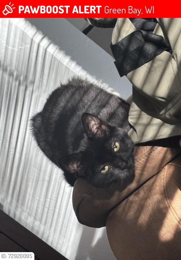 Lost Male Cat last seen Smith street and Webster , Green Bay, WI 54302