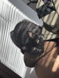 Lost Male Cat last seen Smith street and Webster , Green Bay, WI 54302