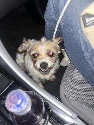 Reunited Female Dog last seen 37th and Monroe, Denver, CO 80205
