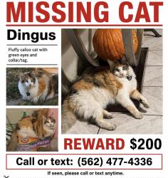 Reunited Female Cat last seen Near e 74th st, Los Angeles, CA 90001