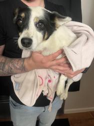Reunited Female Dog last seen E wagon trail circle and e chenango dr , Aurora, CO 80015