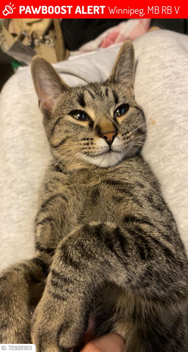 Lost Female Cat last seen Near Sargent Ave , Winnipeg, MB R3B 1V7