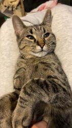Lost Female Cat last seen Near Sargent Ave , Winnipeg, MB R3B 1V7