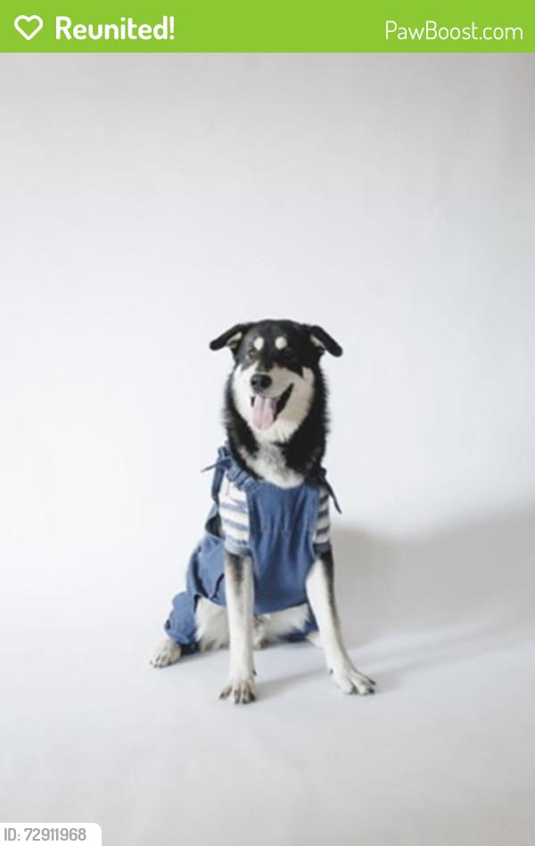 Reunited Male Dog last seen Near n grove st , Elgin, IL 60120