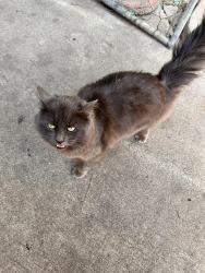 Lost Male Cat last seen W 3rd St & Eucla , San Dimas, CA 91773