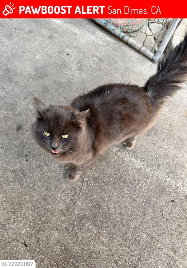 Lost Male Cat last seen W 3rd St & Eucla , San Dimas, CA 91773