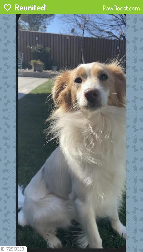 Reunited Male Dog last seen Bismarck and Elkhorn, North Highlands, CA 95660