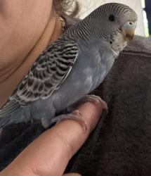 Lost Female Bird last seen Stonewood mall, Downey, CA 90241