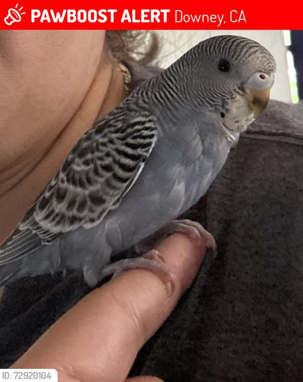 Lost Female Bird last seen Stonewood mall, Downey, CA 90241