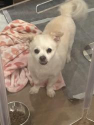 Reunited Male Dog last seen 74th St & Oak St , Scottsdale, AZ 85257