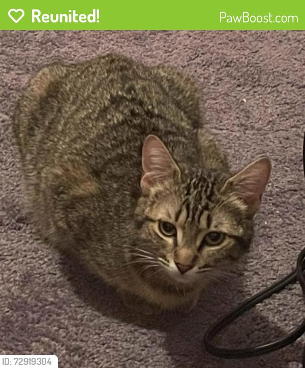 Reunited Female Cat last seen Apple ave, Wrightwood, CA 92397