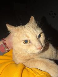 Reunited Female Cat last seen San Bernardino cal state university , San Bernardino, CA 92407