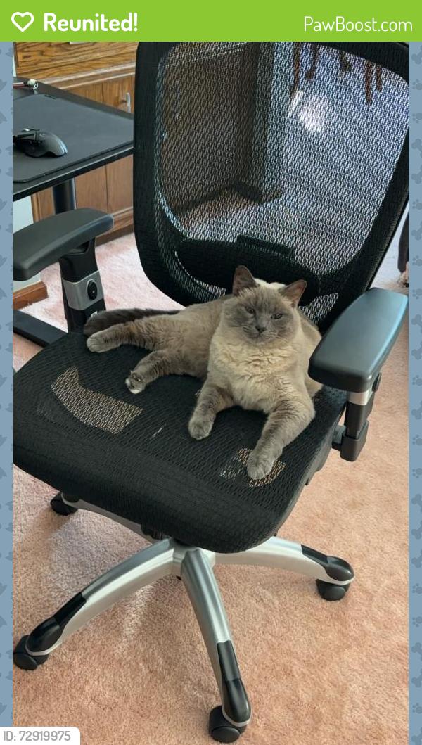 Reunited Female Cat last seen Central Ave , Orangevale, CA 95662