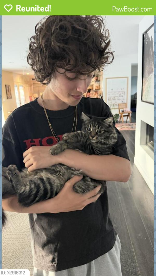 Reunited Female Cat last seen Near Kenway ave , Los Angeles, CA 90008