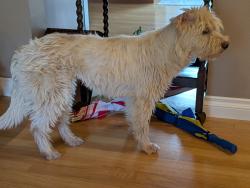 Reunited Male Dog last seen Near SW Orchid Street , Portland, OR 97219