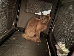 Reunited Female Cat last seen Near E Don Carlos, Tempe, AZ 85281, USA, Tempe, AZ 85281