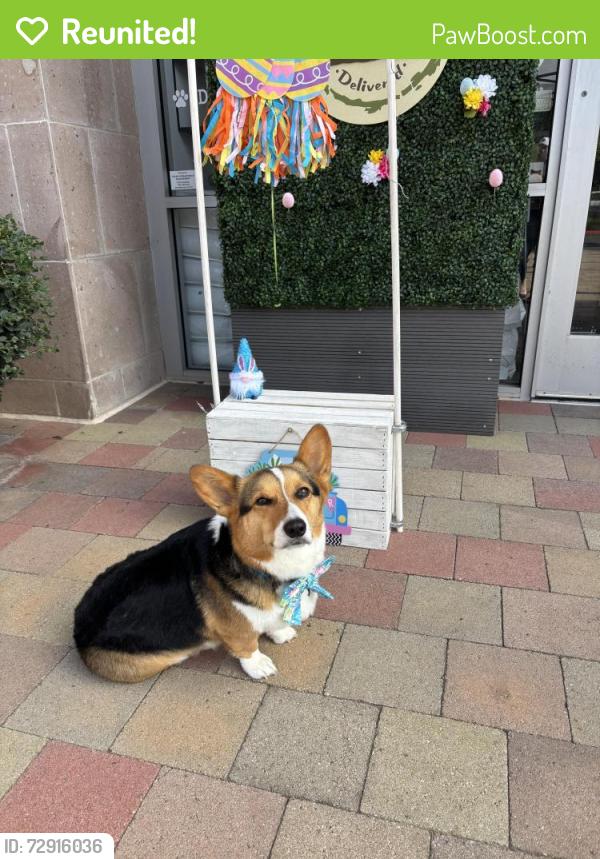 Reunited Male Dog last seen Golden springs drive and sunset crossing, Diamond Bar, CA 91765