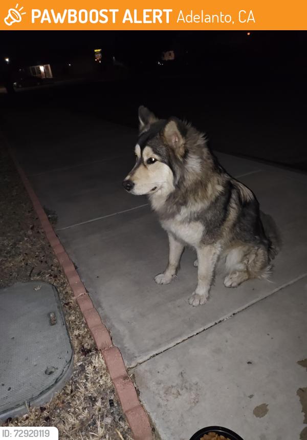 Found/Stray Male Dog last seen Jonathan st Adelanto CA 92301 , Adelanto, CA 92301