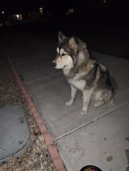 Found/Stray Male Dog last seen Jonathan st Adelanto CA 92301 , Adelanto, CA 92301