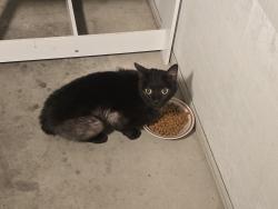 Reunited Unknown Cat last seen 1st Block of Thompson Avenue in Donora, PA , Donora, PA 15033