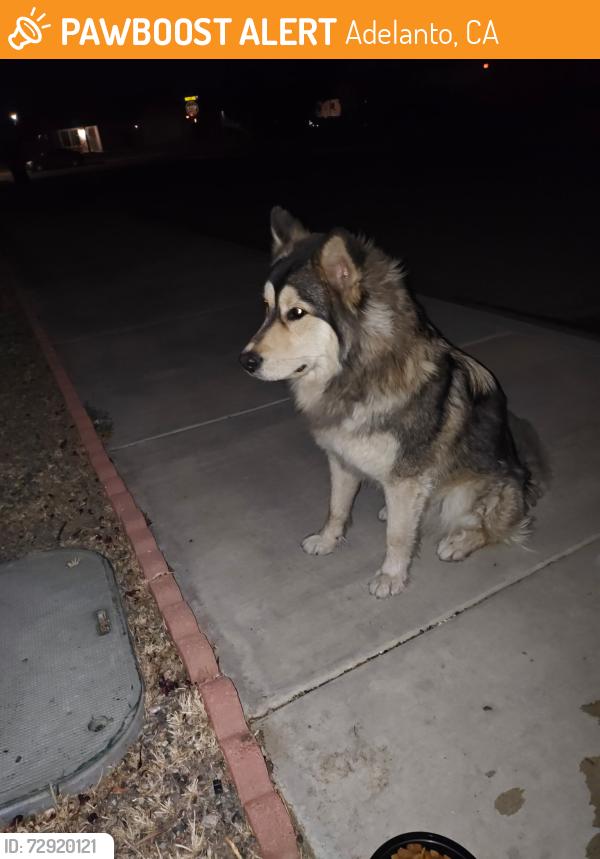 Found/Stray Male Dog last seen carrolton and virginia , Adelanto, CA 92301