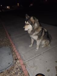 Found/Stray Male Dog last seen carrolton and virginia , Adelanto, CA 92301