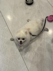 Reunited Male Dog last seen 林肯大街215 E Emerson Ave 蒙特利帕克, CA  91755 美国, Monterey Park, CA 91755