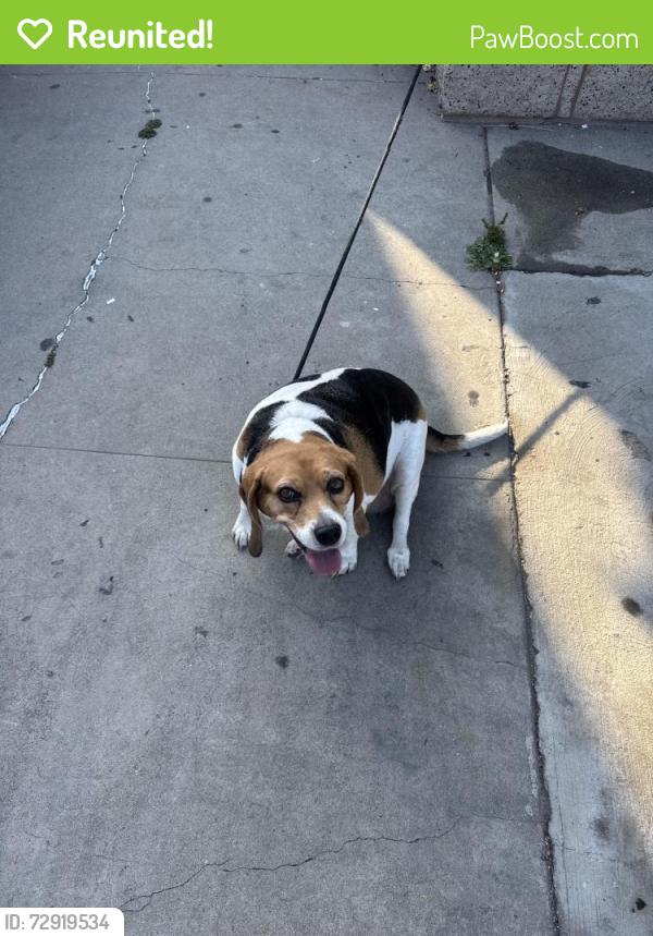 Reunited Female Dog last seen Klingerman and Leafdale , El Monte, CA 91732