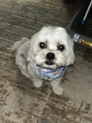 Lost Male Dog last seen Penn Mar & Deana, El Monte, CA 91732