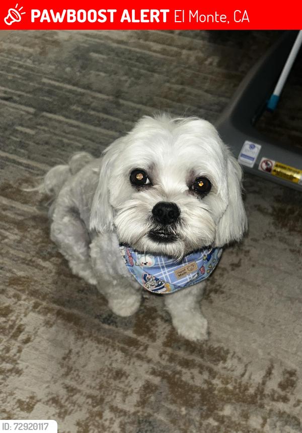 Lost Male Dog last seen Penn Mar & Deana, El Monte, CA 91732