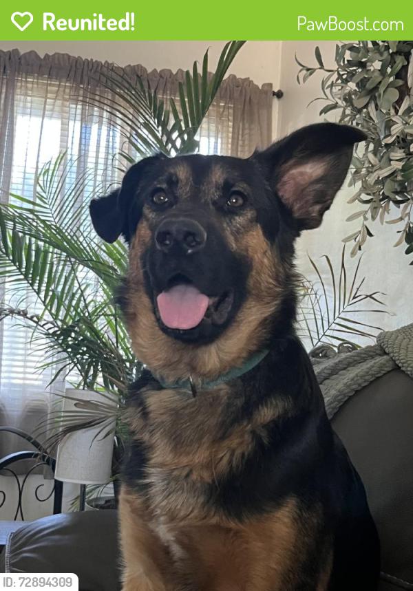 Reunited Male Dog last seen W Sloop Ave, Anaheim, CA 92804, USA, Anaheim, CA 92804