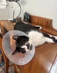 Reunited Male Cat last seen 15th and G, Sacramento, CA 95814