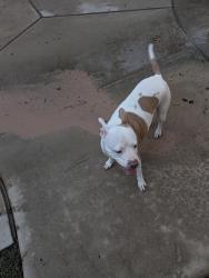 Reunited Female Dog last seen WoodForest, Montgomery, TX 77316
