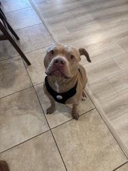Reunited Male Dog last seen Universal Studios, Los Angeles, CA 90068