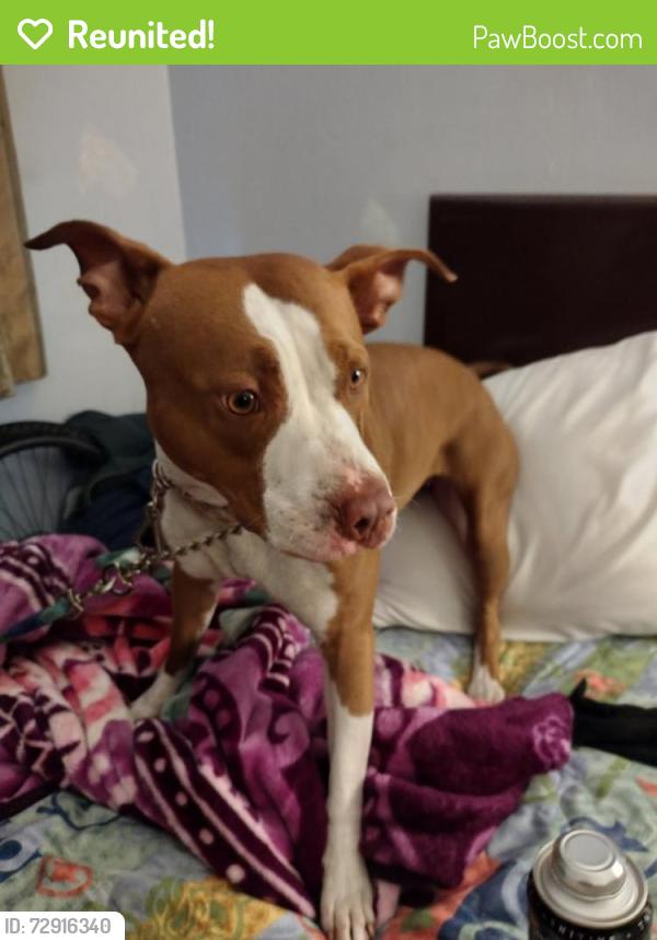 Reunited Female Dog last seen Beach Blvd. And Warner , Huntington Beach, CA 92647