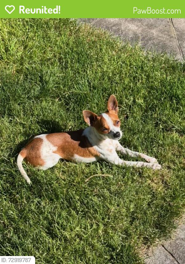 Reunited Male Dog last seen Near S Mullen St, Tacoma, WA 98409, USA, Tacoma, WA 98409