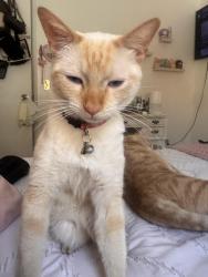 Reunited Male Cat last seen Es Dr near the Sam yellen dog park , Palmdale, CA 93552