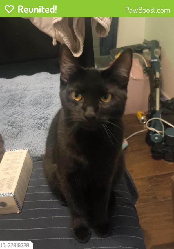 Reunited Male Cat last seen Near n Roosevelt ave , Oxnard, CA 93030