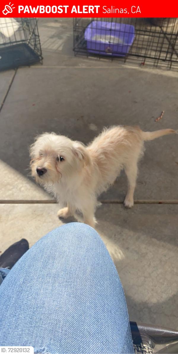 Lost Male Dog last seen madrone dr salinas ca, Salinas, CA 93905