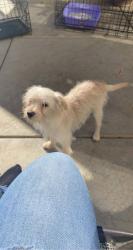 Lost Male Dog last seen madrone dr salinas ca, Salinas, CA 93905
