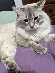 Lost Male Cat last seen Next to the field by Aflerbach elementary, Cheyenne, WY 82007