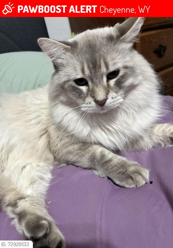 Lost Male Cat last seen Next to the field by Aflerbach elementary, Cheyenne, WY 82007