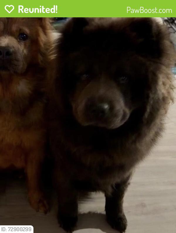 Reunited Male Dog last seen Near Savory Pl, Converse, TX 78109, USA, Converse, TX 78109