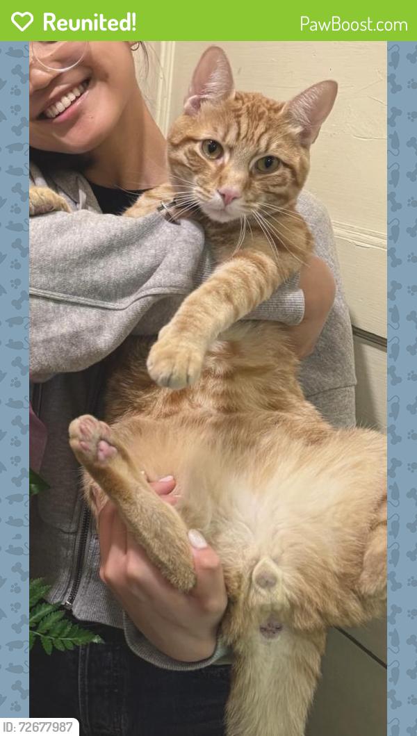 Reunited Male Cat last seen Alice St & 12th St, Oakland, CA 94607