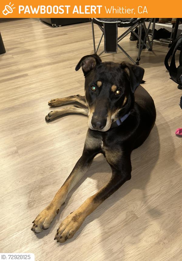 Found/Stray Male Dog last seen Laurel & LakeLand Rd , Whittier, CA 90605