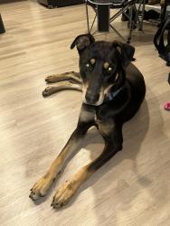 Found/Stray Male Dog last seen Laurel & LakeLand Rd , Whittier, CA 90605