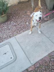 Found/Stray Male Dog last seen Walnut and Carrie, Las Vegas, NV 89101
